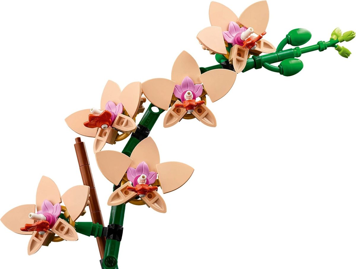迷你蘭花