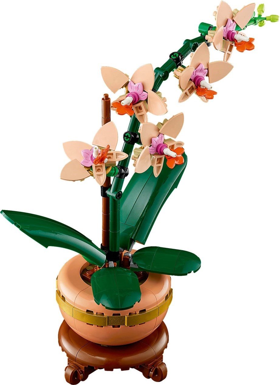 迷你蘭花