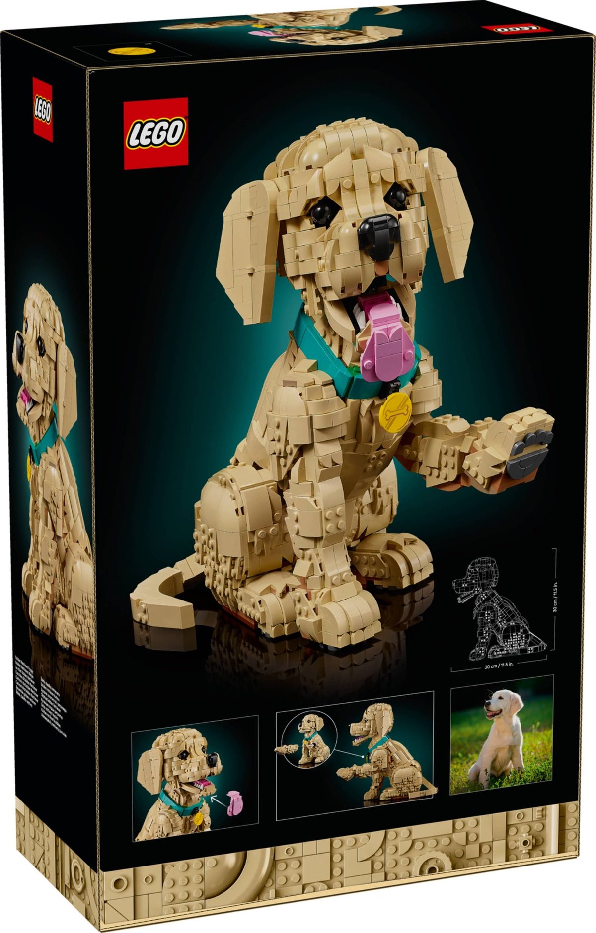 小黃金獵犬