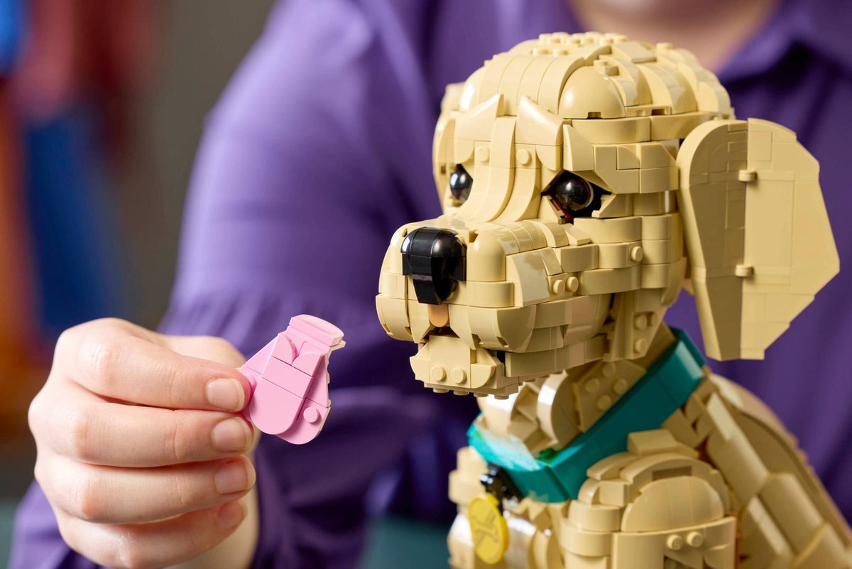 小黃金獵犬