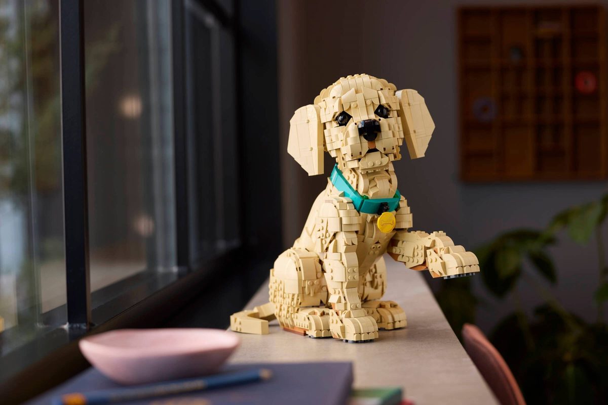 小黃金獵犬