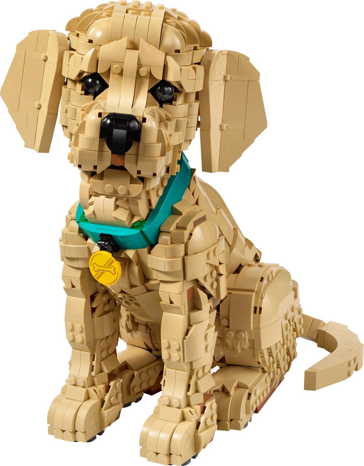 小黃金獵犬