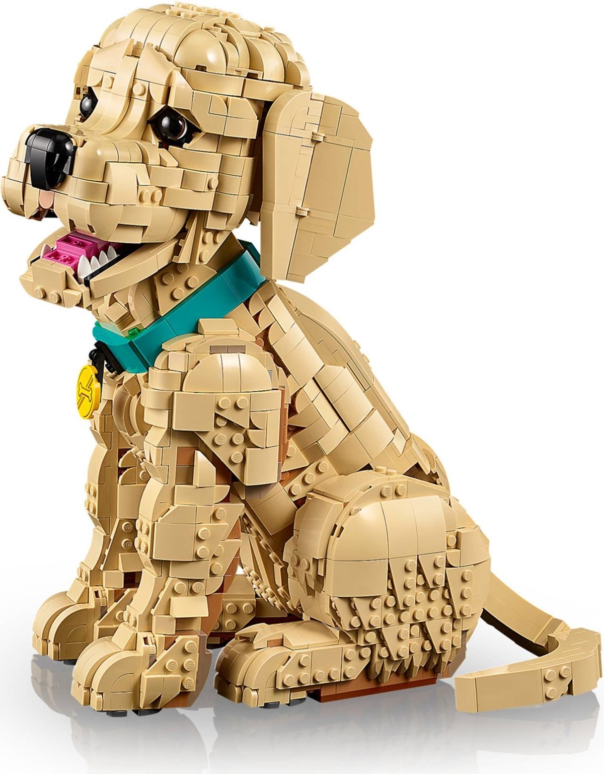 小黃金獵犬