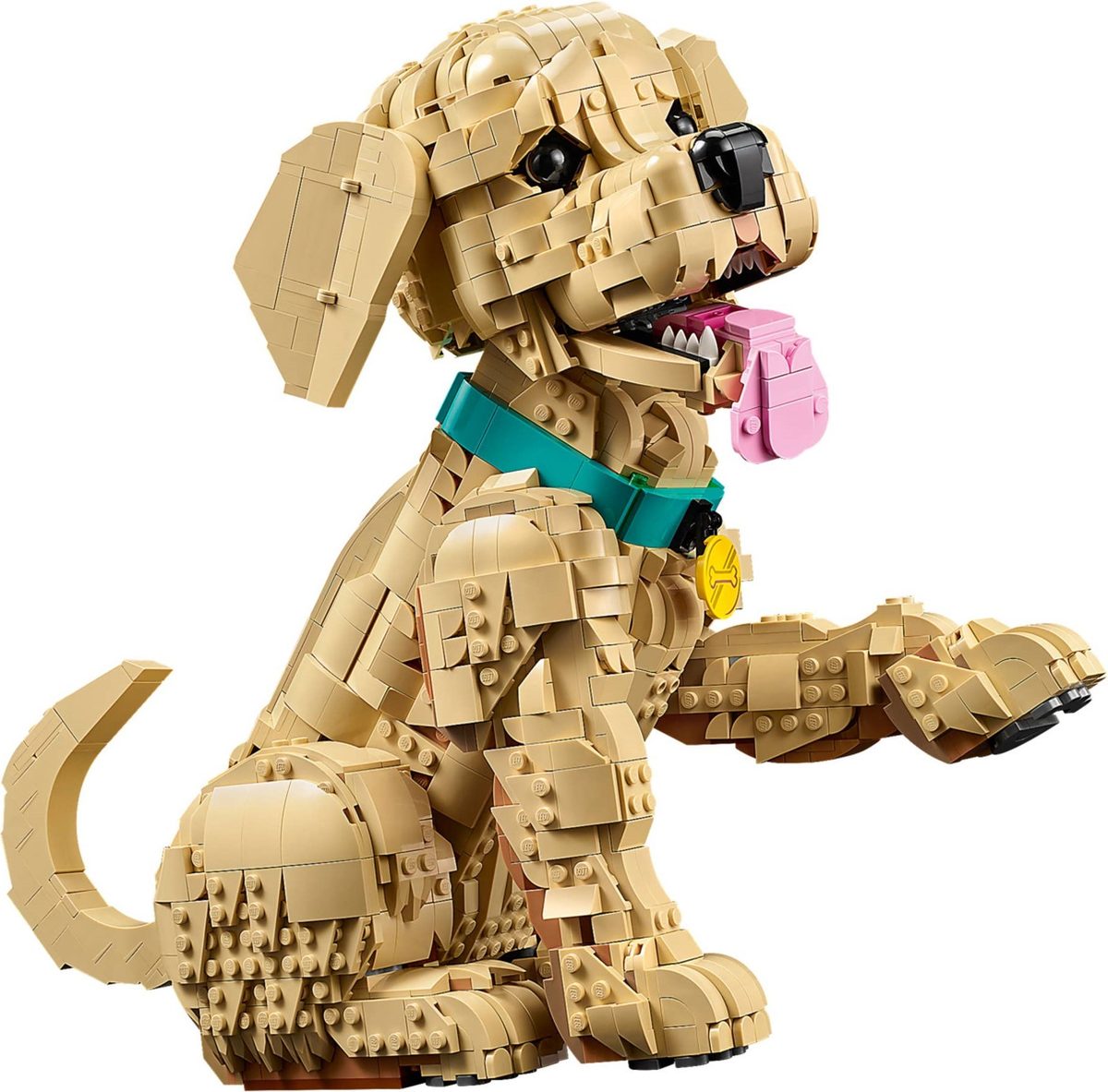 小黃金獵犬