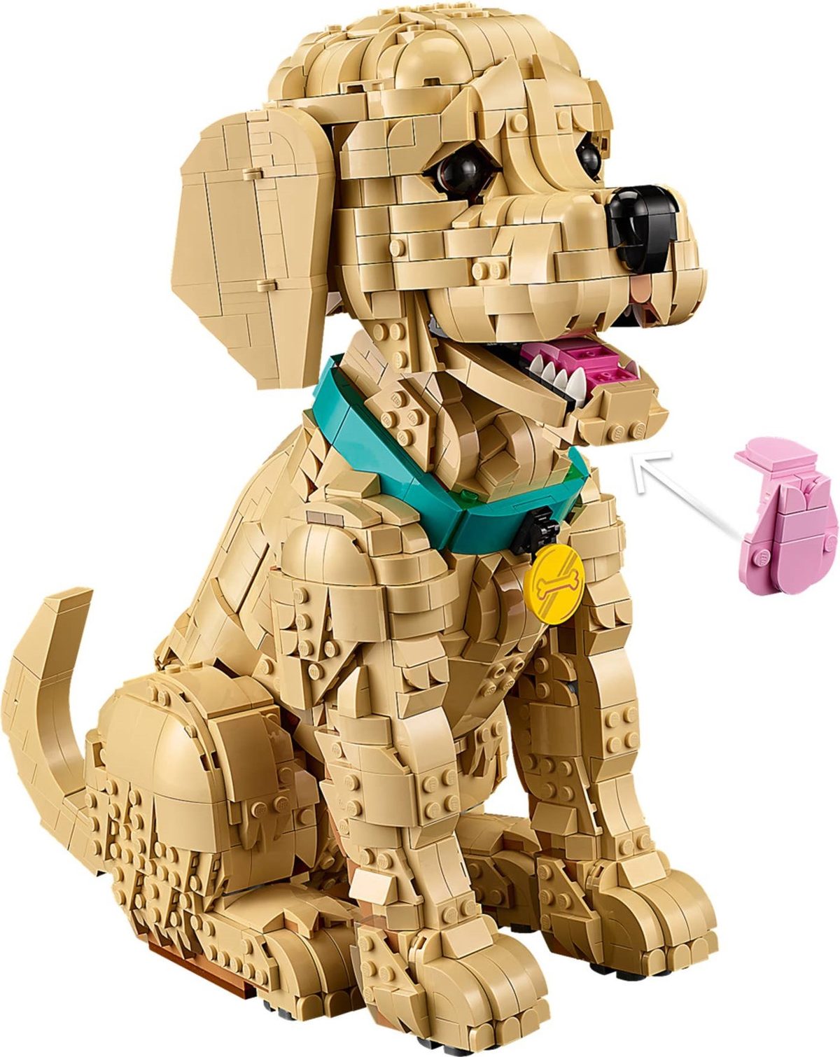 小黃金獵犬