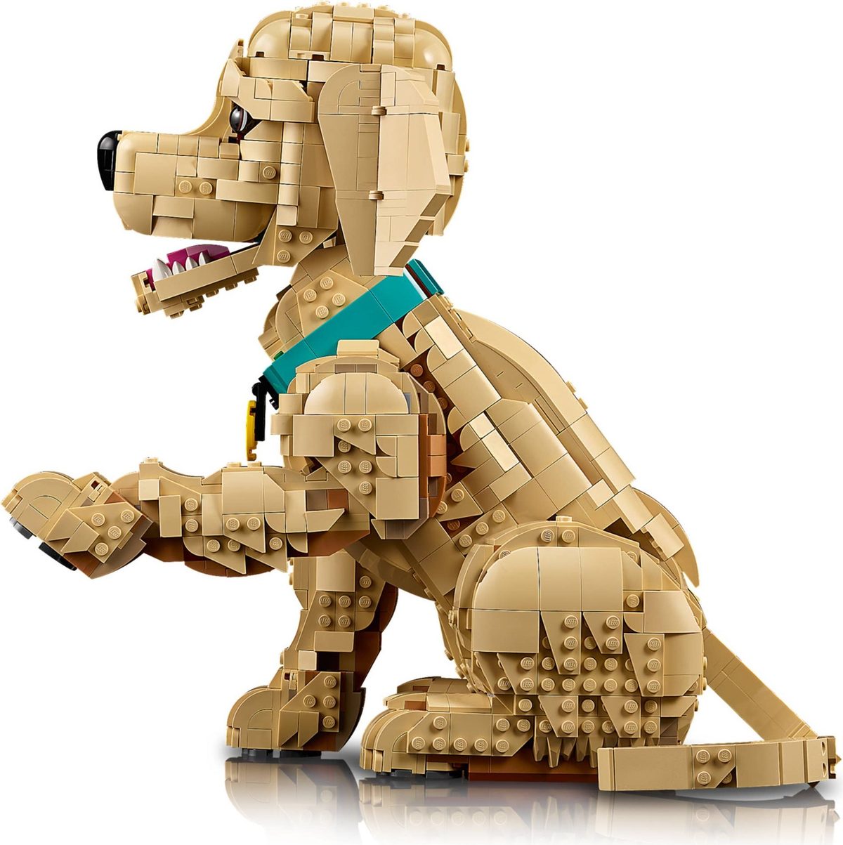 小黃金獵犬