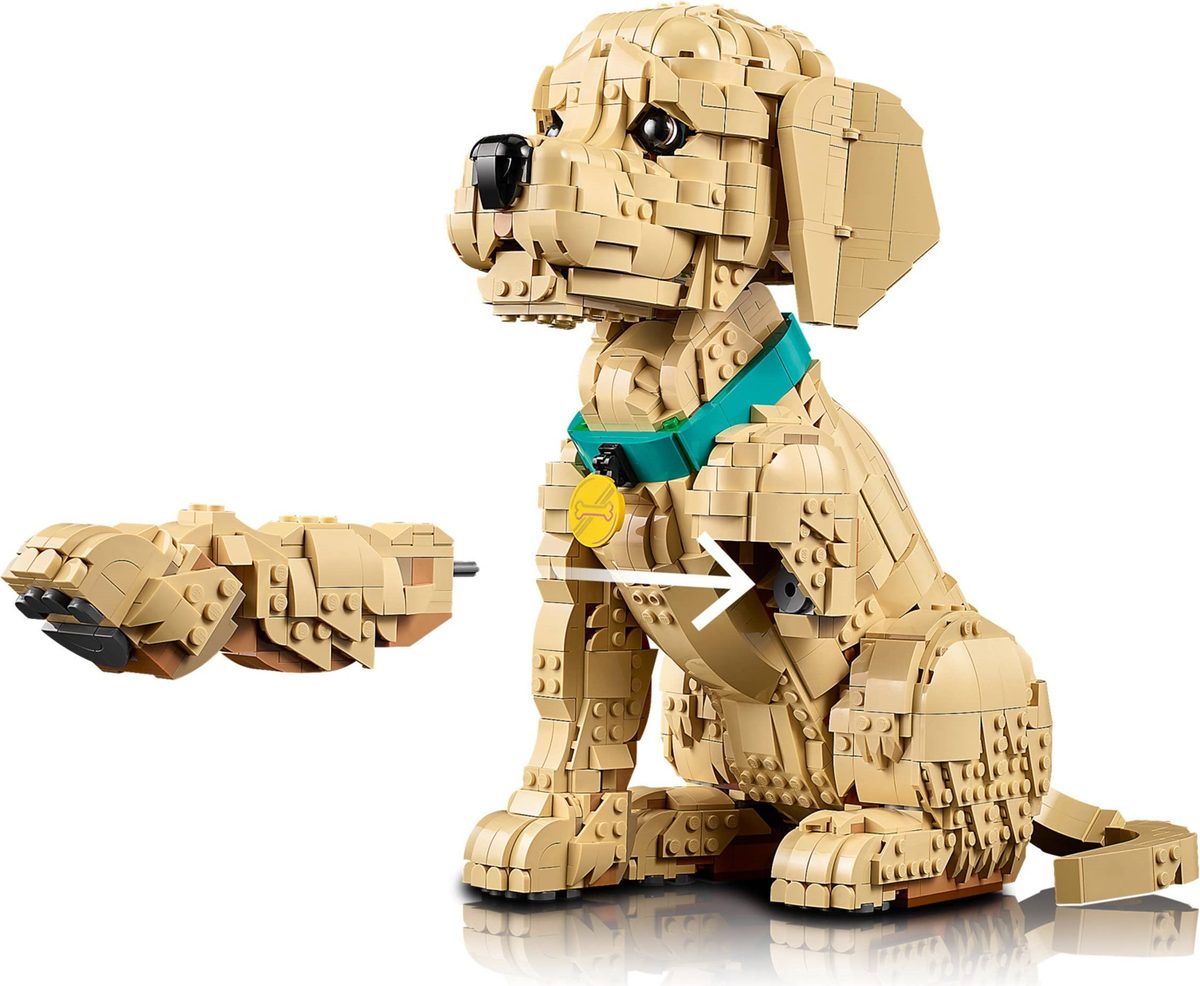小黃金獵犬