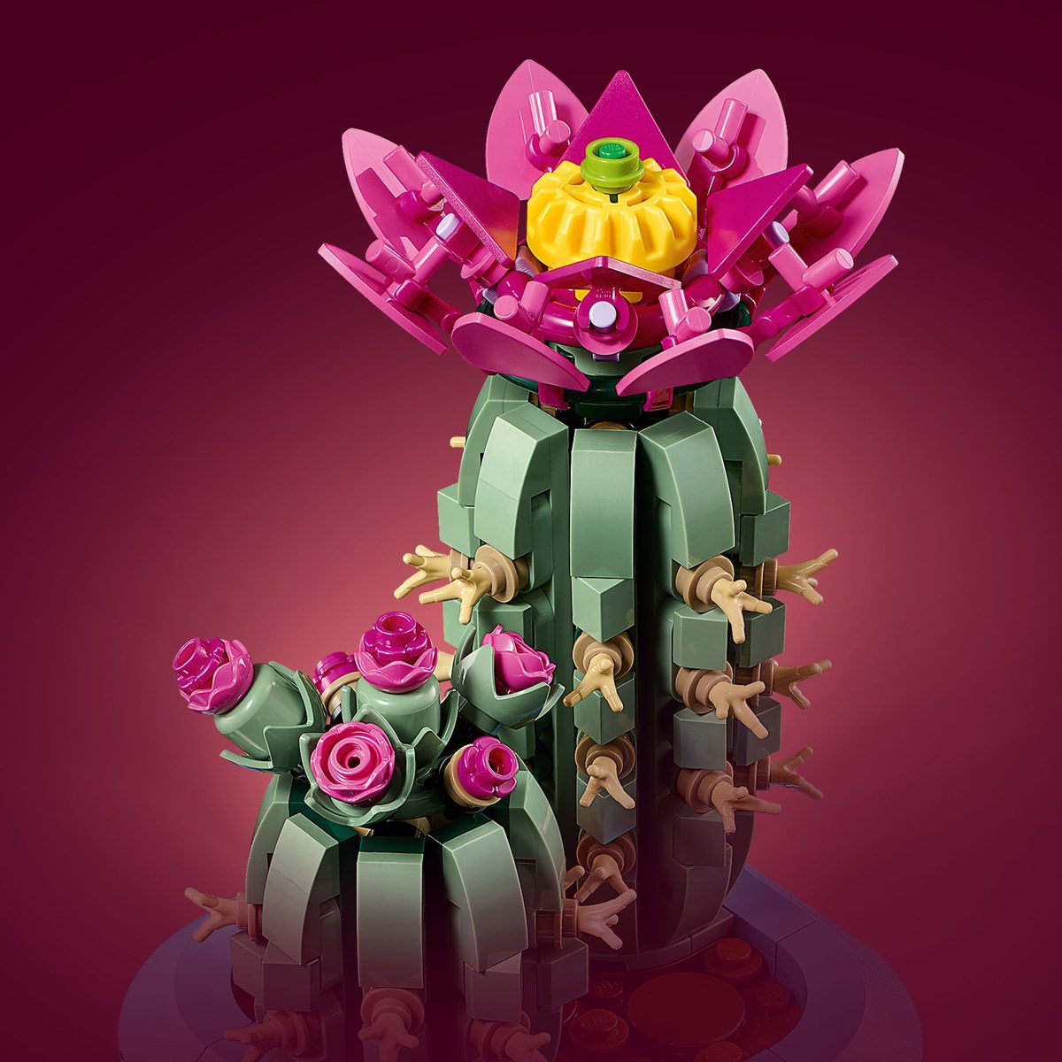 開花仙人掌