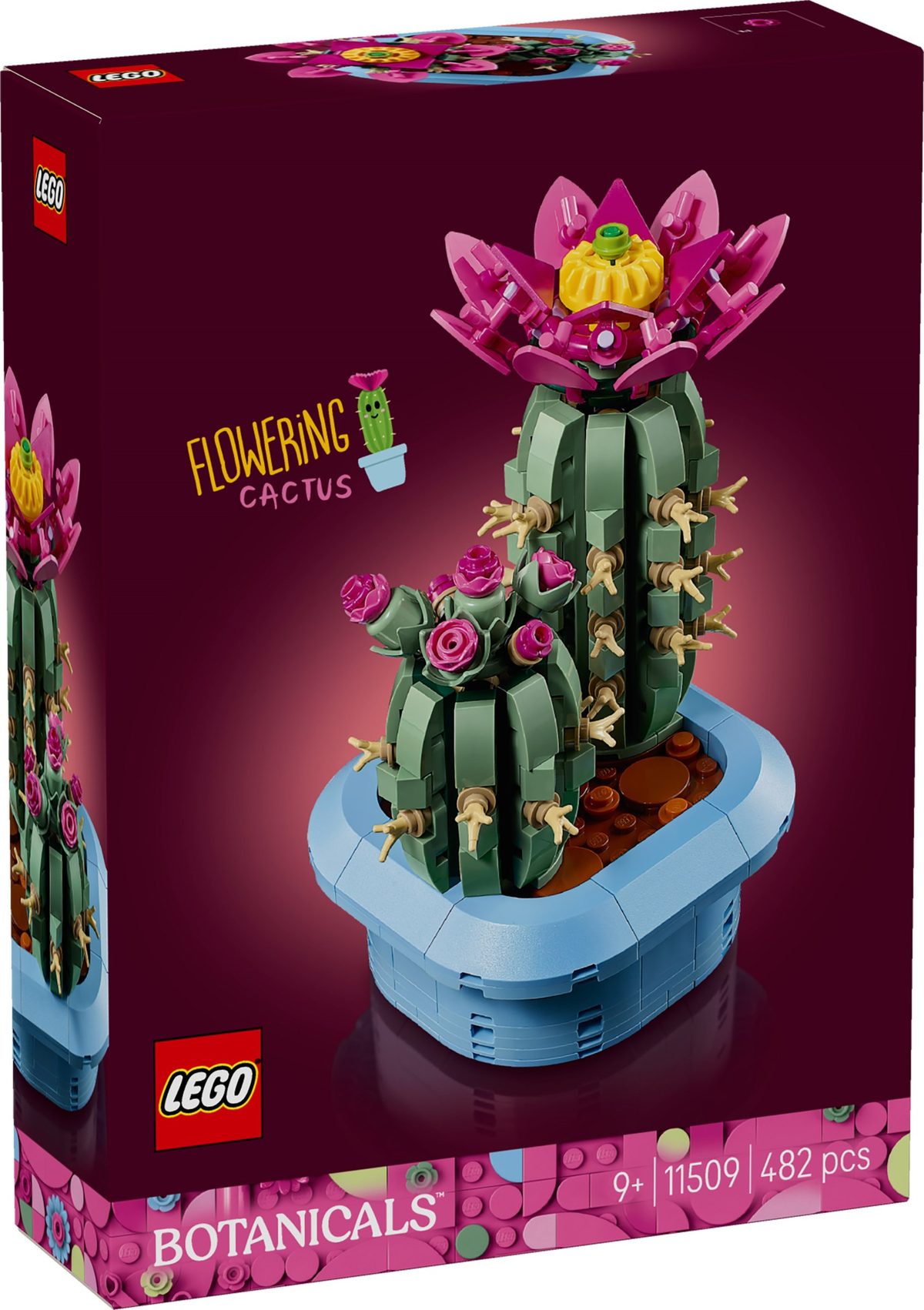 開花仙人掌