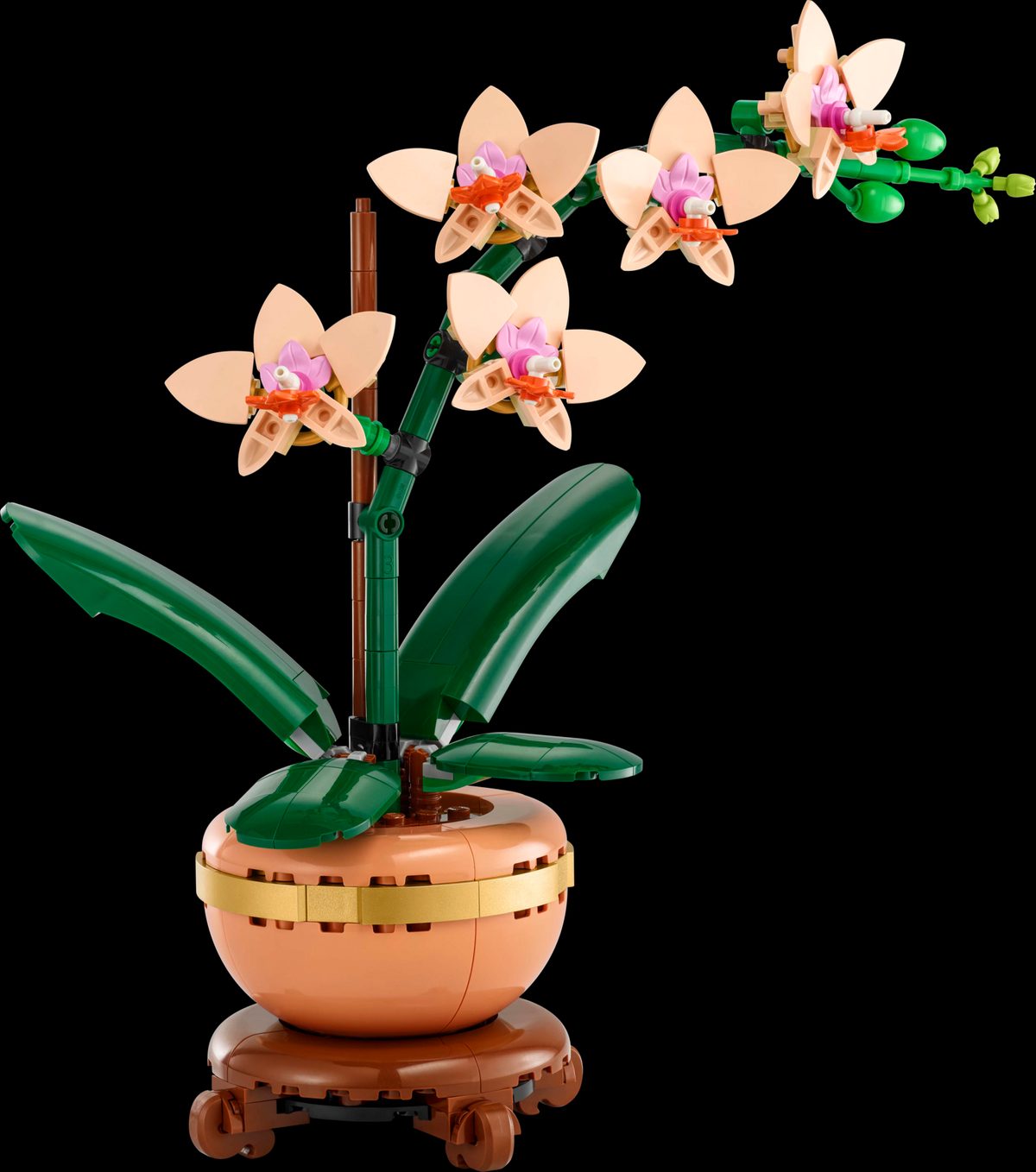 迷你蘭花