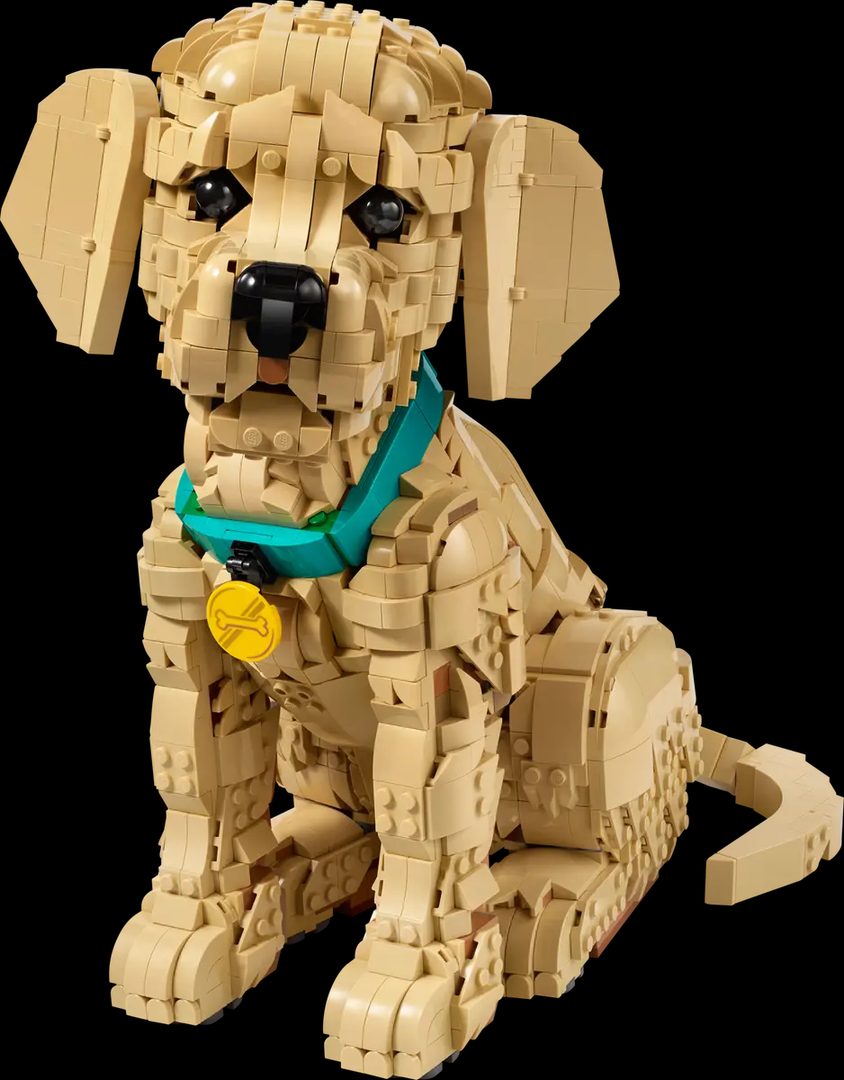 小黃金獵犬 
