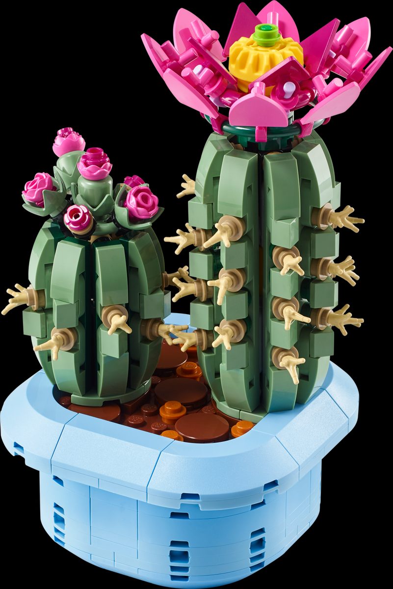 開花仙人掌